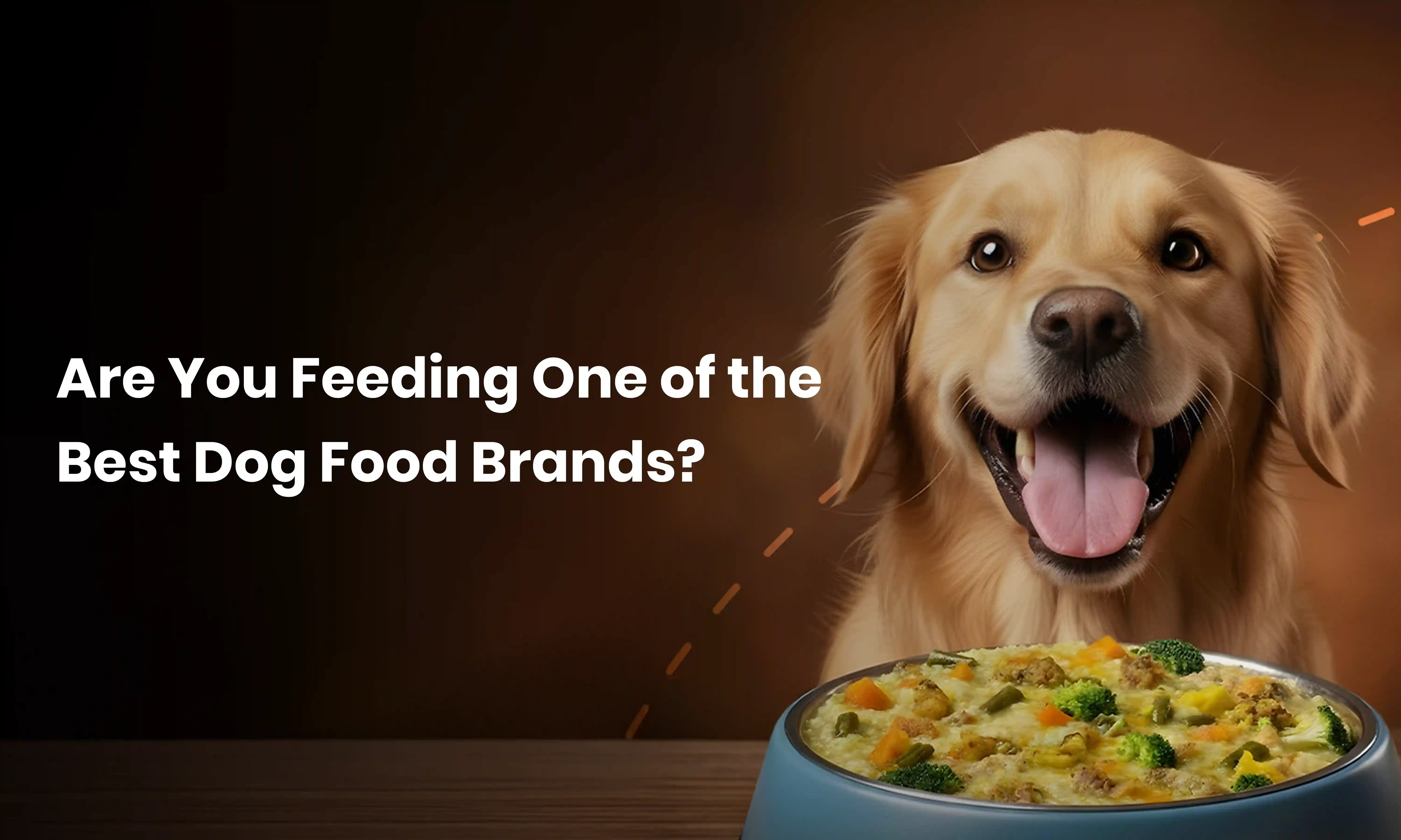Are You Feeding One of the Best Dog Food Brands?