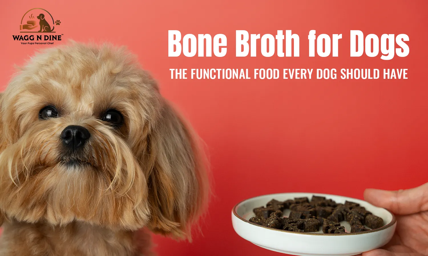 Bone Broth for Dogs: The Functional Food Every Dog Should Have