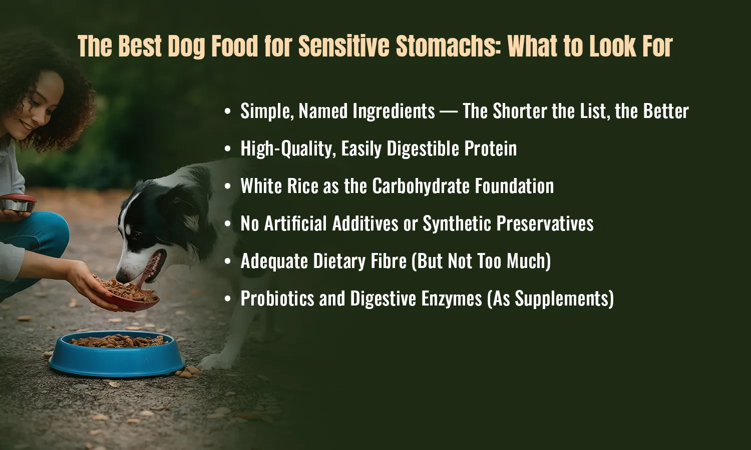 The Best Dog Food for Sensitive Stomachs What to Look For