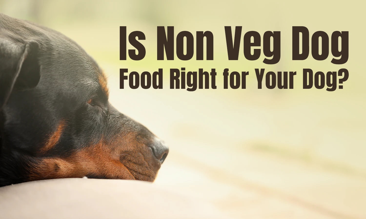 Non Veg Dog Food: Understanding Meat-Based Diets for Dogs