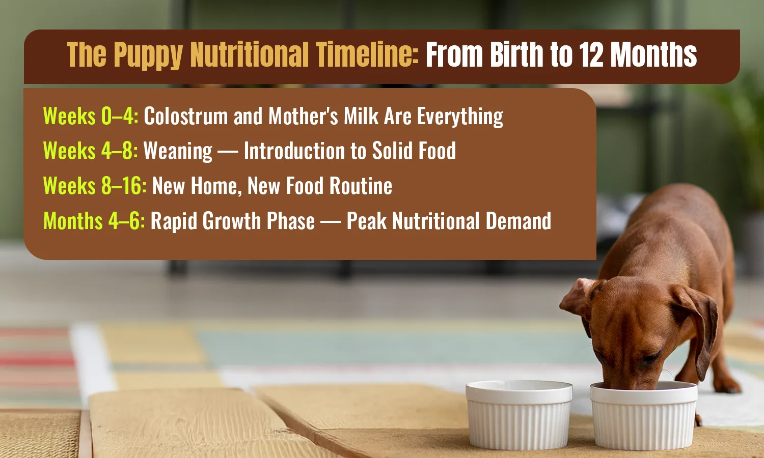The Puppy Nutritional Timeline