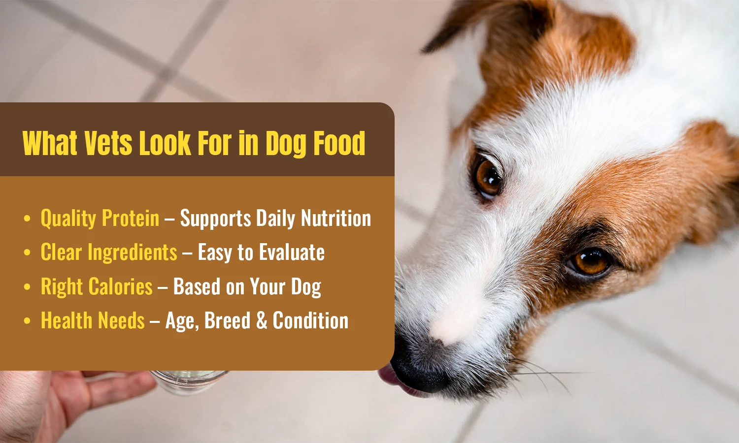 Dog food with quality protein, clear ingredients, suitable calories, and health-focused nutrition.