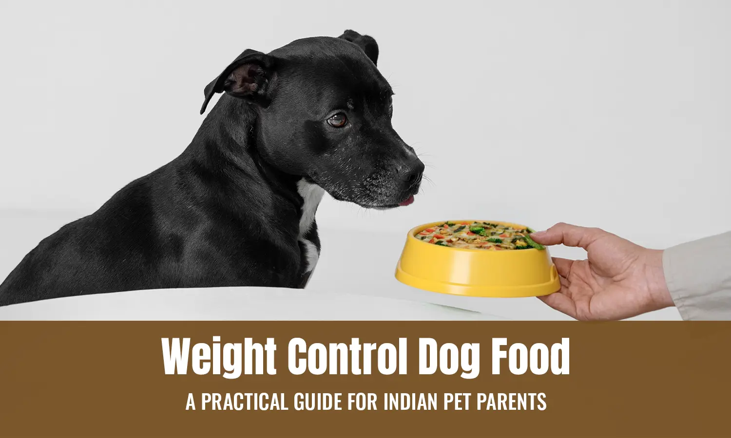 Natural Dog Food in India: Is Your Dog Really Eating Clean?