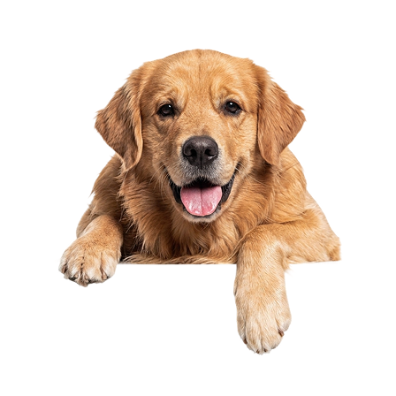 Wagg N Dine golden retriever